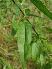 Eupatorium serotinum