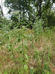 Eupatorium serotinum