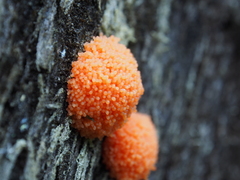 Tubifera ferruginosa