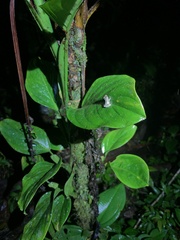 Pristimantis ventrimarmoratus