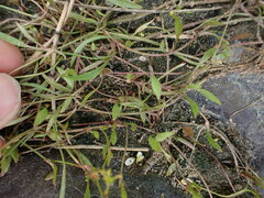 Ranunculus flammula