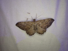 Rheumaptera meadii