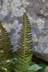 Polystichum lonchitis
