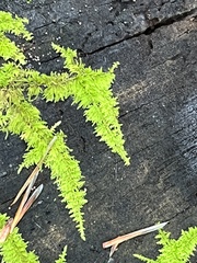 Thuidium delicatulum