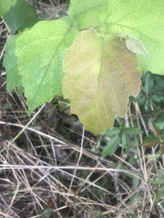 Hamamelis virginiana