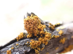 Polycauliona polycarpa