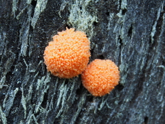 Tubifera ferruginosa