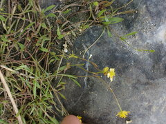 Ranunculus flammula