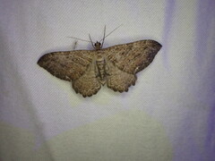 Rheumaptera meadii