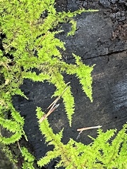 Thuidium delicatulum