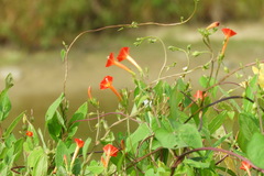 Ipomoea coccinea