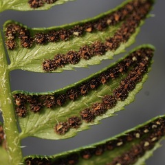 Polystichum lonchitis