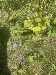 Symphyotrichum oolentangiense