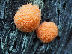 Tubifera ferruginosa