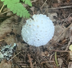 Amanita abrupta