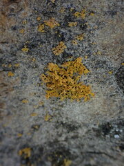 Xanthomendoza