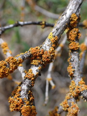 Polycauliona polycarpa