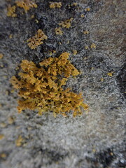 Xanthomendoza
