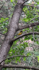 Coccothraustes vespertinus