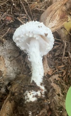 Amanita abrupta