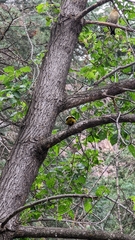 Coccothraustes vespertinus