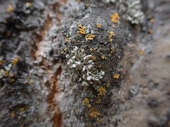 Physcia adscendens