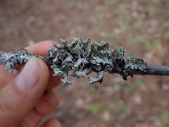 Hypogymnia tubulosa