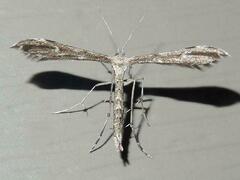 Hellinsia inquinatus