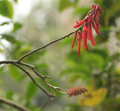 Erythrina