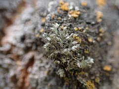 Physcia adscendens