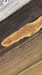 Steccherinum ochraceum