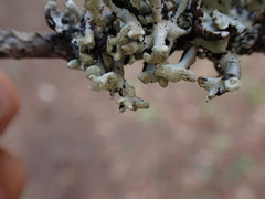 Hypogymnia tubulosa