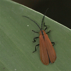 Lycidae