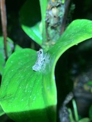 Pristimantis ventrimarmoratus