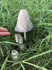 Coprinus