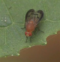 Cyclorrhapha