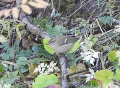 Phylloscopus humei