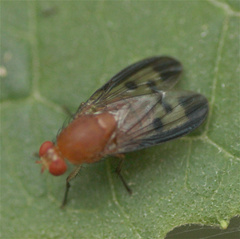 Cyclorrhapha