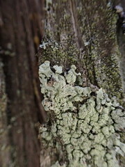 Parmeliopsis ambigua