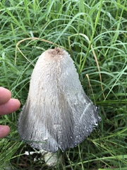 Coprinus