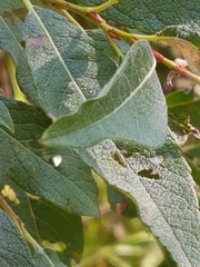 Salix bebbiana