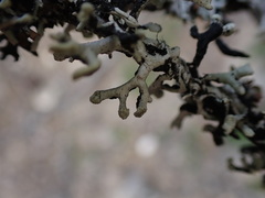 Hypogymnia tubulosa