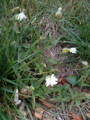 Silene latifolia