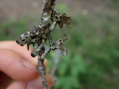Hypogymnia imshaugii