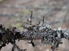 Hypogymnia imshaugii
