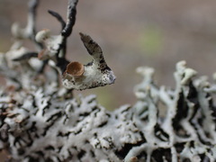 Hypogymnia imshaugii
