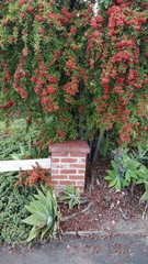 Pyracantha coccinea