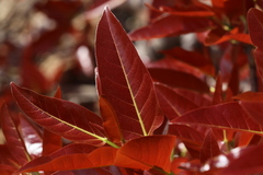 Ficus ingens