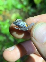 Pristimantis ventrimarmoratus