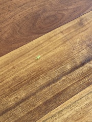 Arthropoda